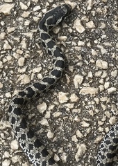 Elaphe quatuorlineata