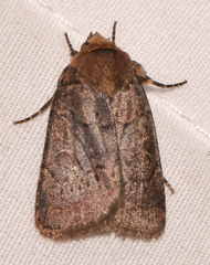 Orthodes cynica
