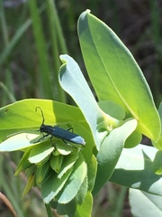 Phytoecia caerulescens