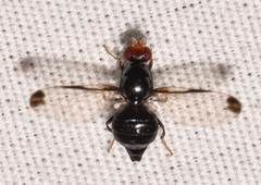 Pseudoseioptera albipes
