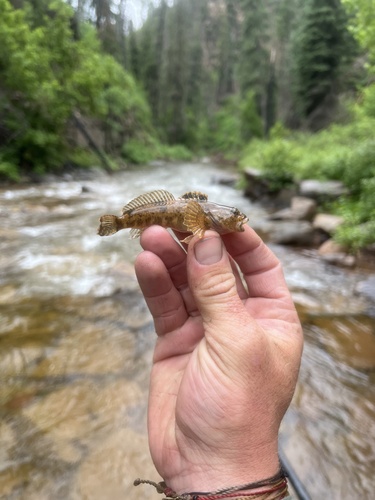 Mountain Sculpin