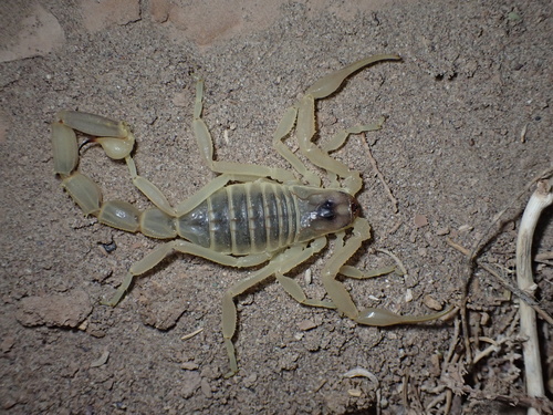 Doria Yellow Scorpion photo 4