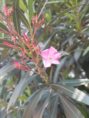 Nerium oleander
