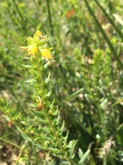 Moltkia aurea