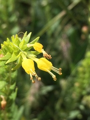 Moltkia aurea