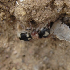 Ronisia barbarula