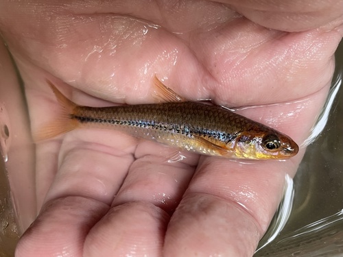 Rosyface chub (Hybopsis rubrifrons) — Cyprinidae — 2