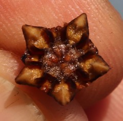 Lampranthus spiniformis