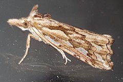 Meyrickella torquesauria
