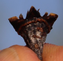 Lampranthus spiniformis