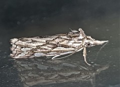 Meyrickella torquesauria