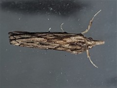 Meyrickella torquesauria