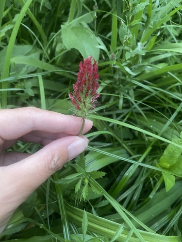 Наблюдение на iNaturalist