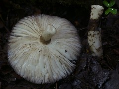 Amanita nigrescens