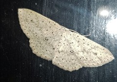 Cyclophora turneri