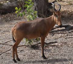 Alcelaphus buselaphus major