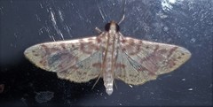 Conogethes haemactalis
