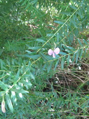 Polygala gazensis