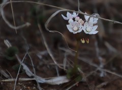 Crassula capensis