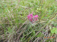 Pedicularis dasystachys