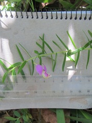Polygala gazensis