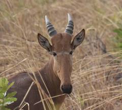 Alcelaphus buselaphus major