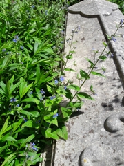 Pentaglottis sempervirens