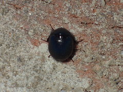 Germarostes globosus
