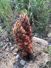 Orobanche anatolica