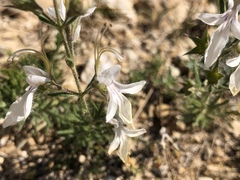Teucrium pseudochamaepitys