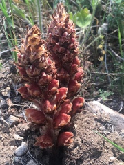 Orobanche anatolica