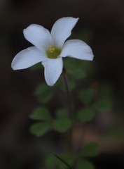 Oxalis ebracteata