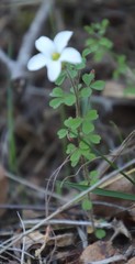 Oxalis ebracteata