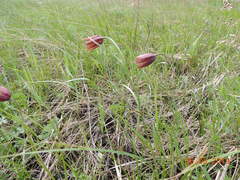 Fritillaria meleagroides
