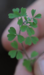 Oxalis ebracteata