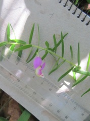 Polygala gazensis