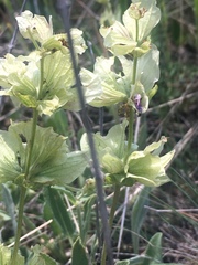 Salvia absconditiflora