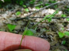 Carex deweyana