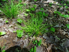 Carex deweyana