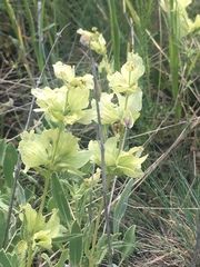 Salvia absconditiflora