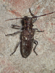 Monochamus carolinensis