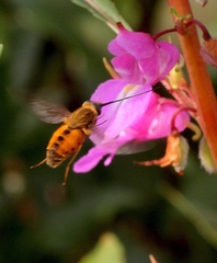 Pangoniinae