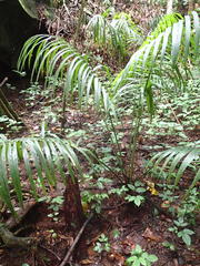 Raphia farinifera