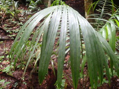 Raphia farinifera
