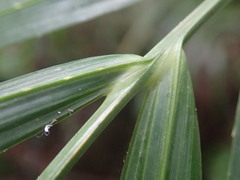 Raphia farinifera