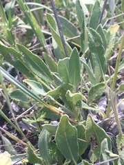 Salvia absconditiflora