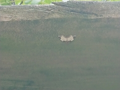 Mesoleuca albicillata