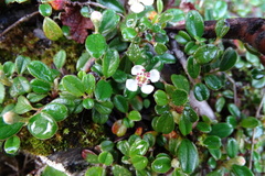 Cotoneaster morrisonensis
