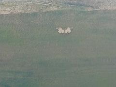 Mesoleuca albicillata