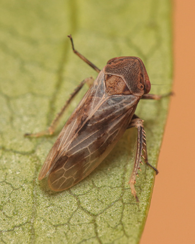 Macropsis haupti